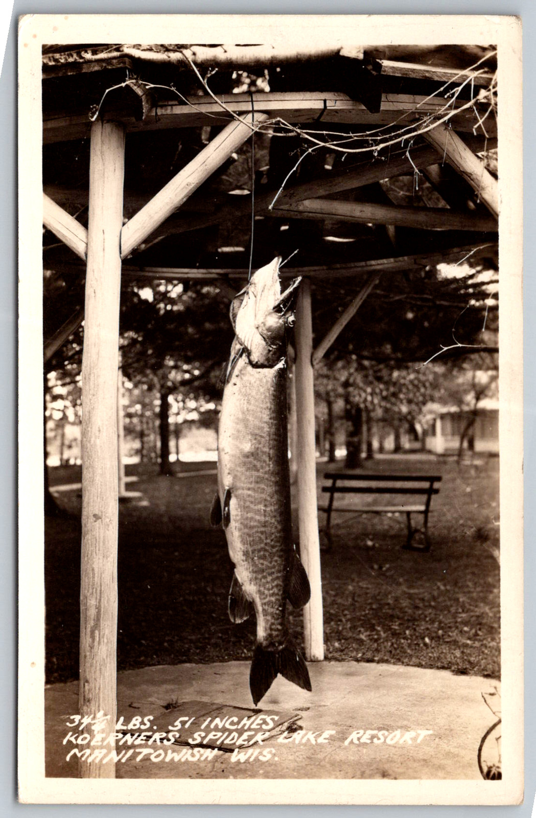 RPPC c1930s Trophy Musky Koerner\'s Spider Lake Resort WI Postcard RPPC c1930s Trophy Musky Koerner\'s Spider Lake Resort WI Postcard