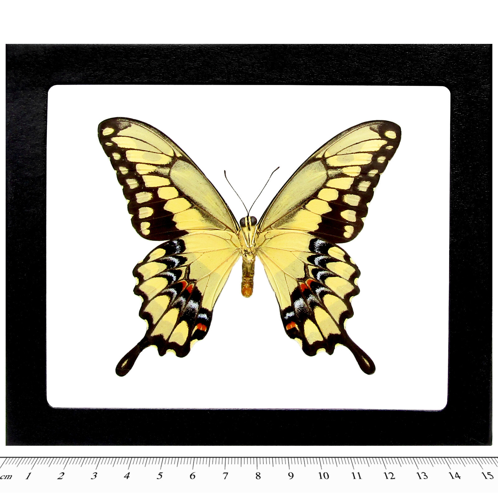 Papilio cresphontes VERSO giant swallowtail yellow black butterfly FRAMED AZ
