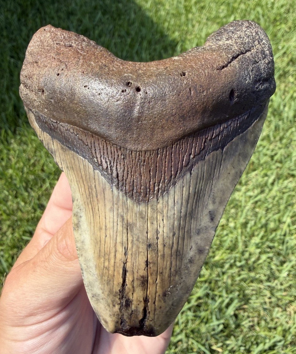 Natural 4.36” Megalodon Shark Tooth Fossil Real Shark Teeth No Restoration