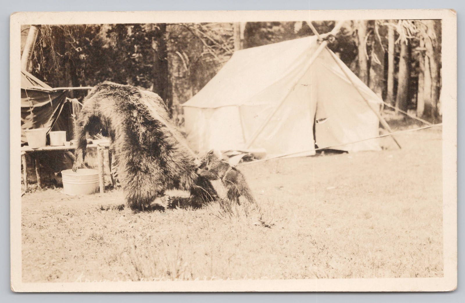 RPPC Bear Cub in Harness w/ Mounted Bear Pelt Real Photo c1929 Postcard