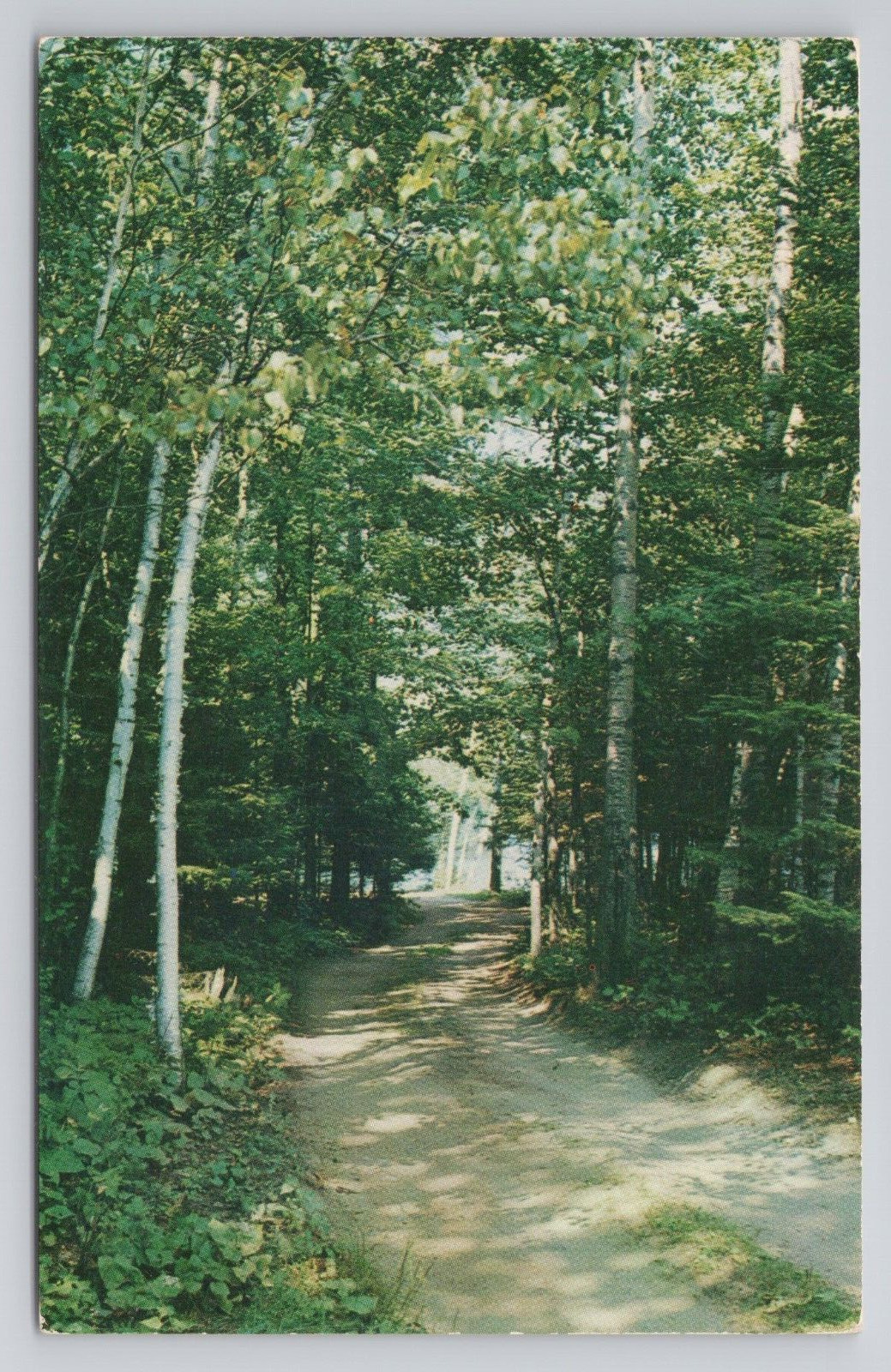 Postcard Road To The Lake Greetings from East Tawas Michigan