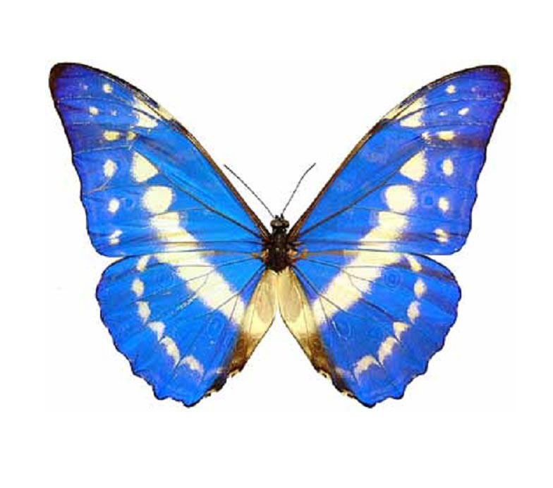 Morpho cypris blue white butterfly Colombia WINGS CLOSED