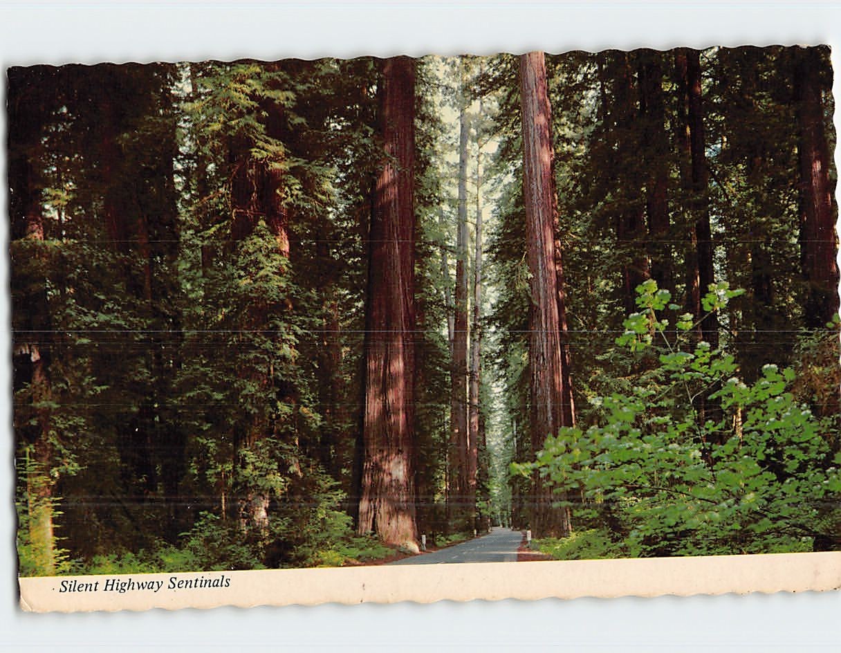 Postcard Silent Highway Sentinels Giants of The Redwood Highway California USA