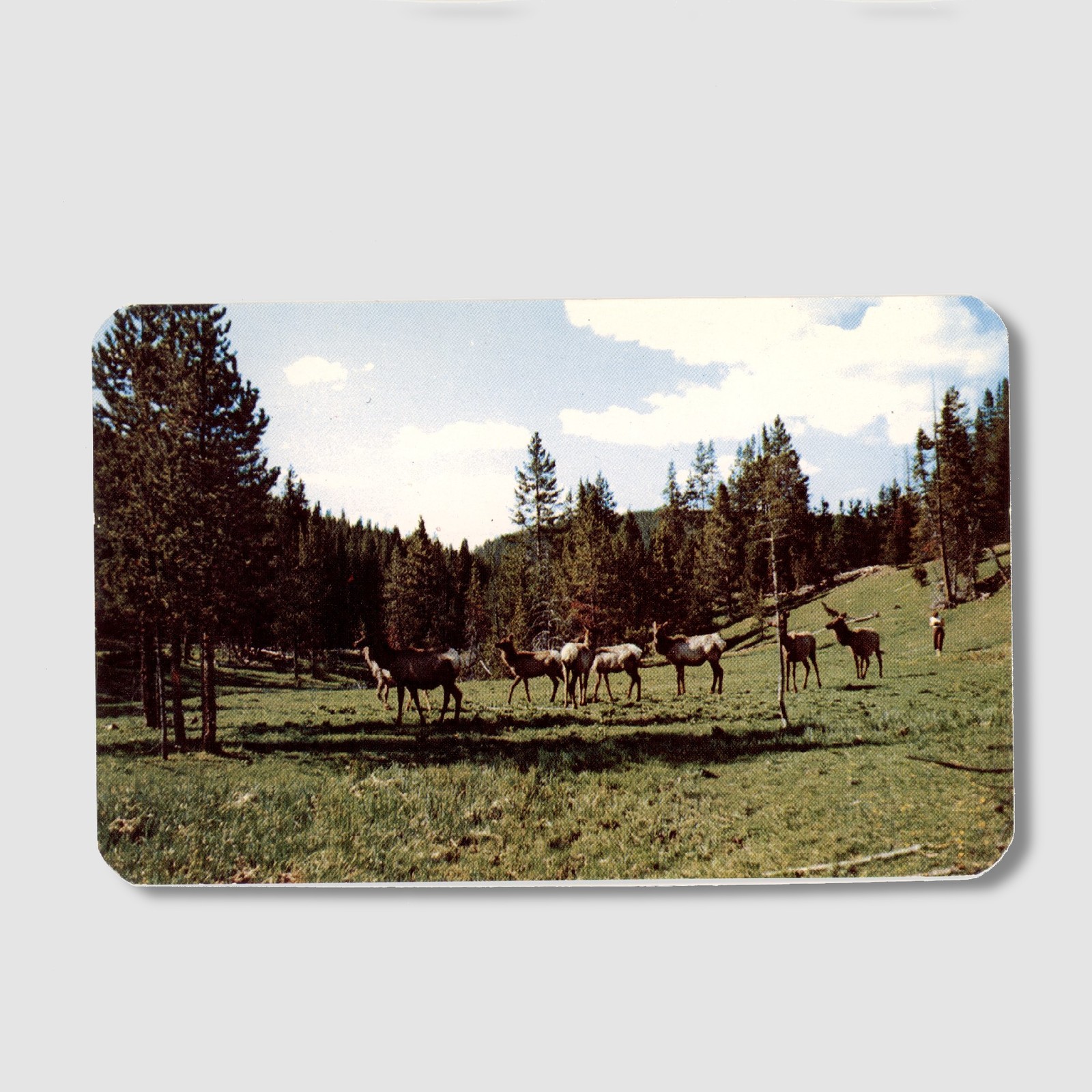 Postcard Buffalo WY Seney Point Lake DeSmet Fishing Resort Elk Dexter Press E761 Postcard Buffalo WY Seney Point Lake DeSmet Fishing Resort Elk Dexter Press E761