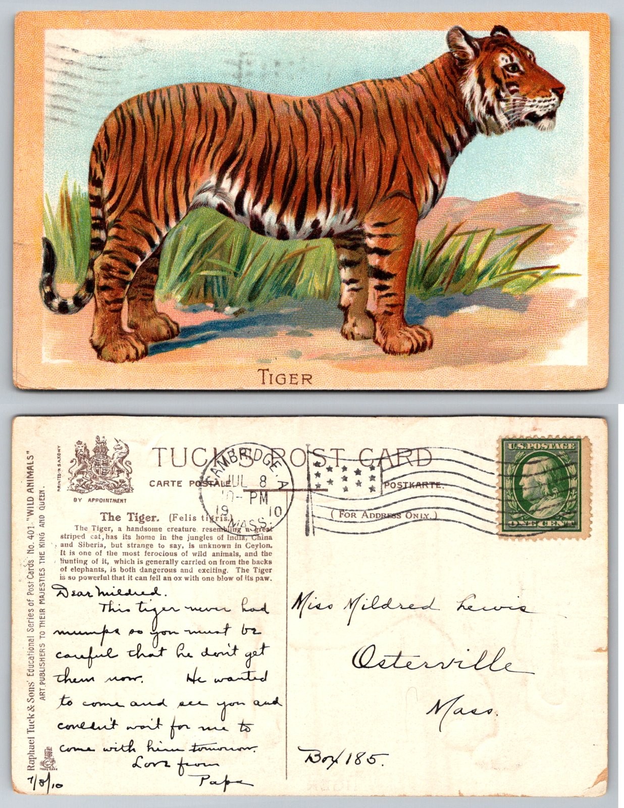 Tiger Wild Animal Educational Raphael Tuck & Sons Postcard