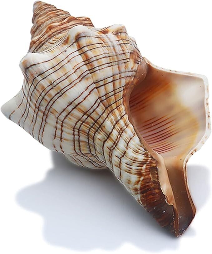 02 Large Striped Fox Seashell Conch Natural Shell Rare Real Beach Home Deco 5\