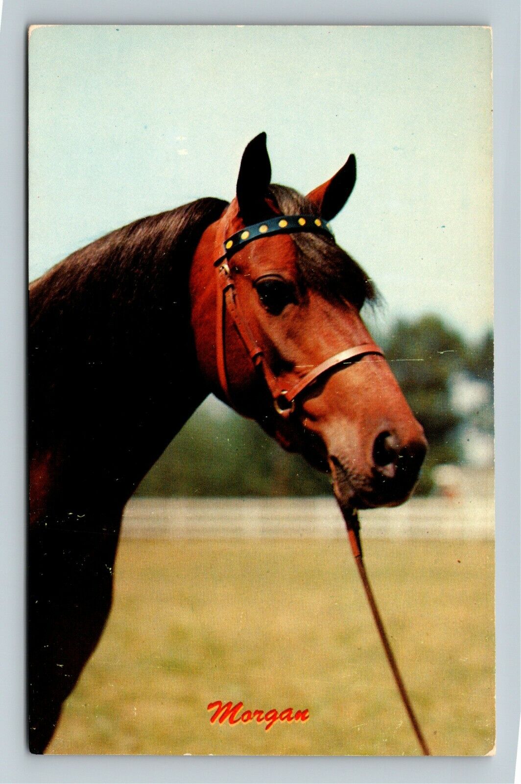Morgan, Brown Horse, Foal, Vintage Postcard