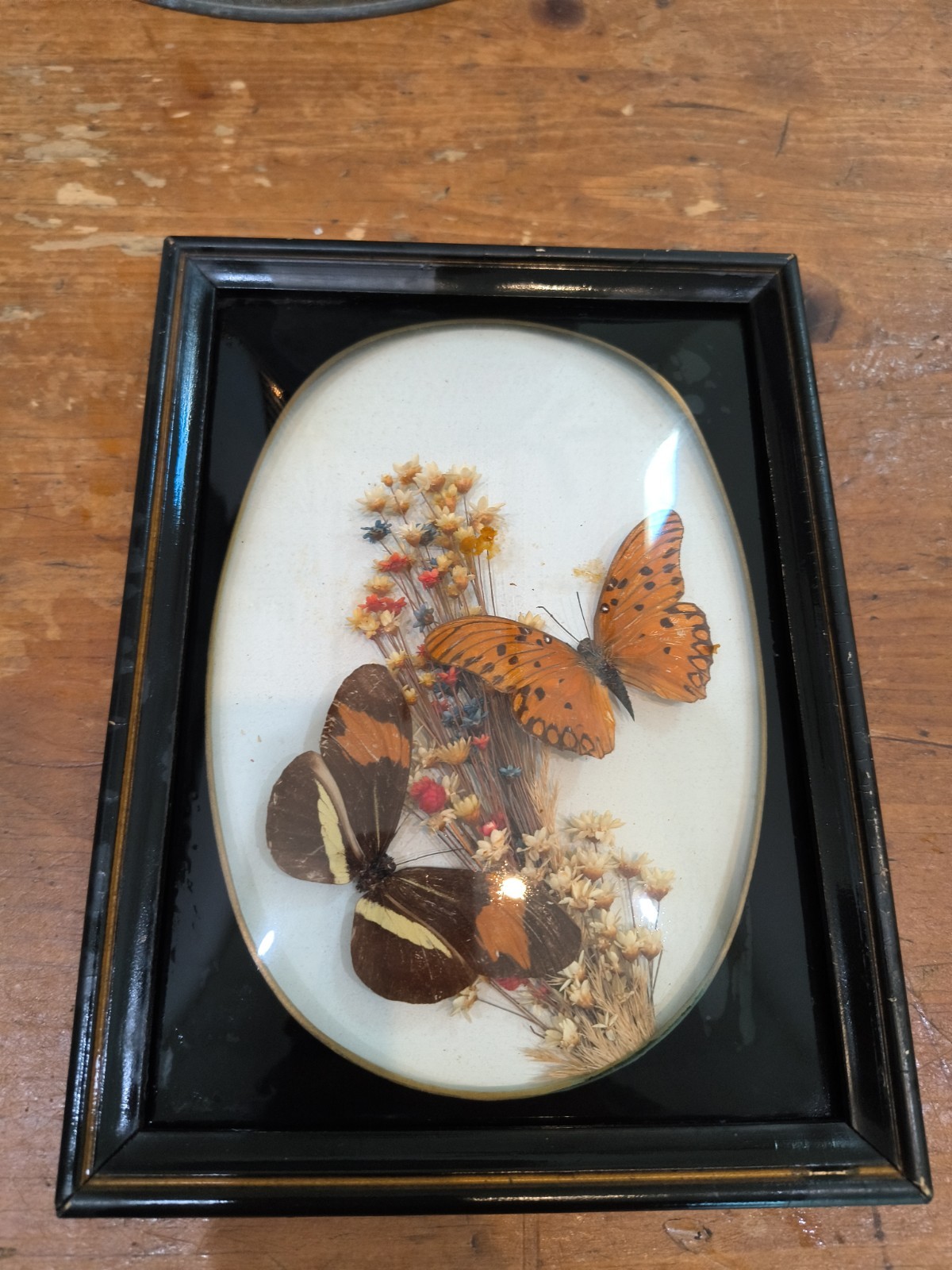 Butterfly Shadowbox Massive Vintage Vibes  7x5