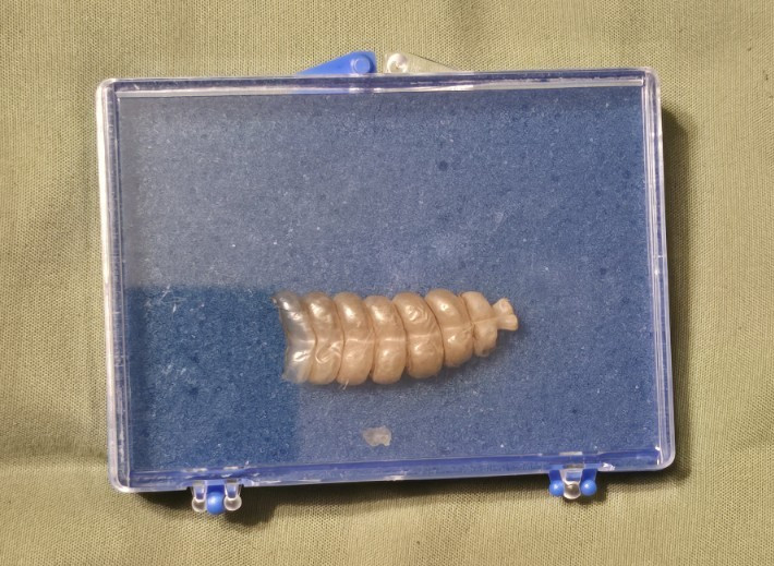 Very Nice Genuine Southern Diamondback Rattlesnake Rattle 1.5 inches