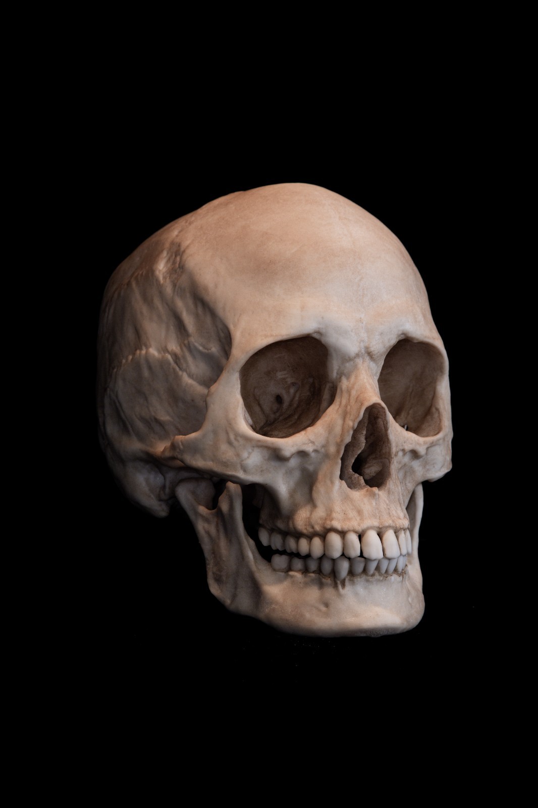 Female Human Skull Replica Life Size Adult Anatomy Premium Resin AUS Made
