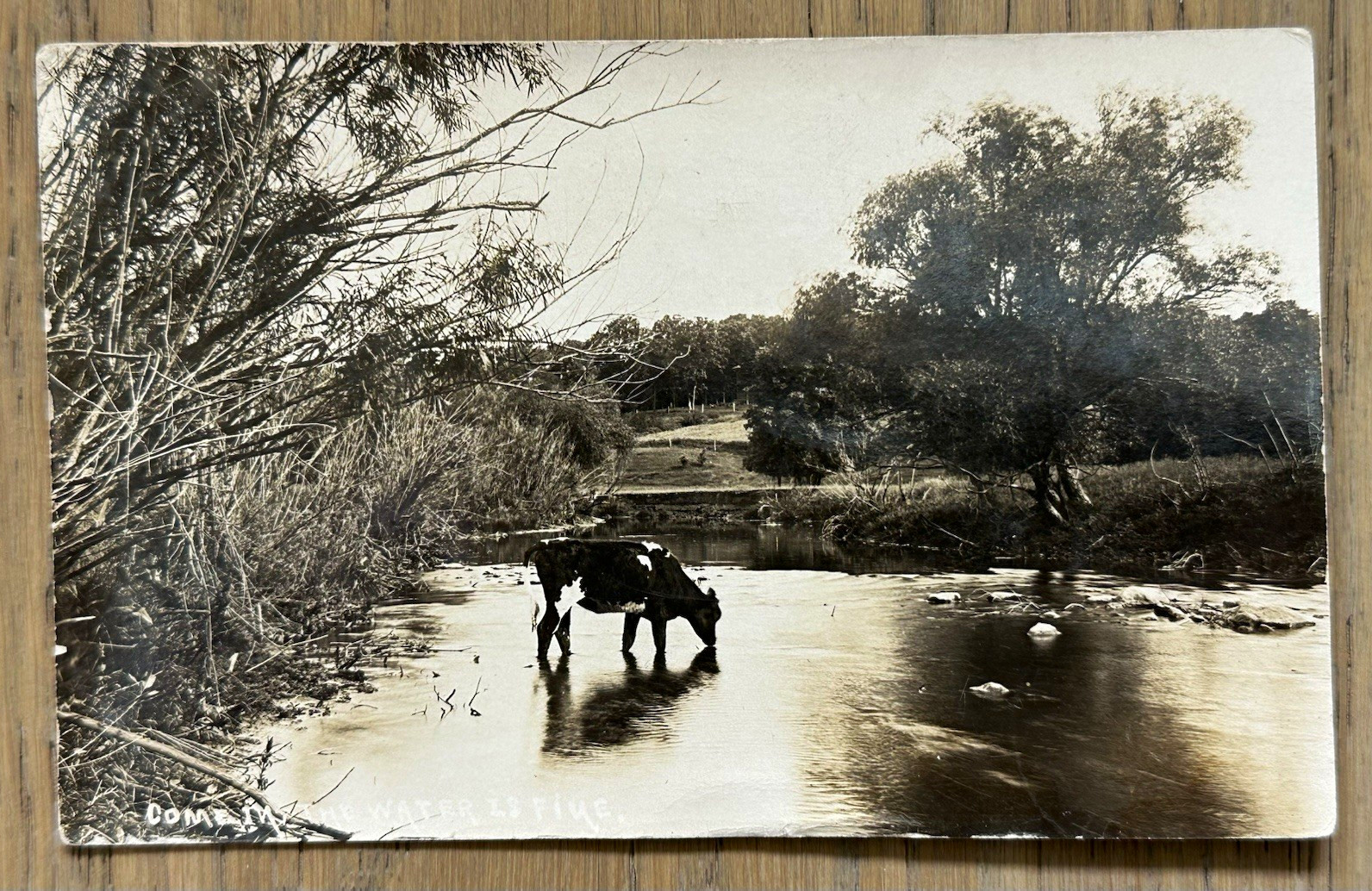 COW IN STREAM POSTCARD Greene Nashua IA 1913 VTG POSTED Standard Photograph RPPC