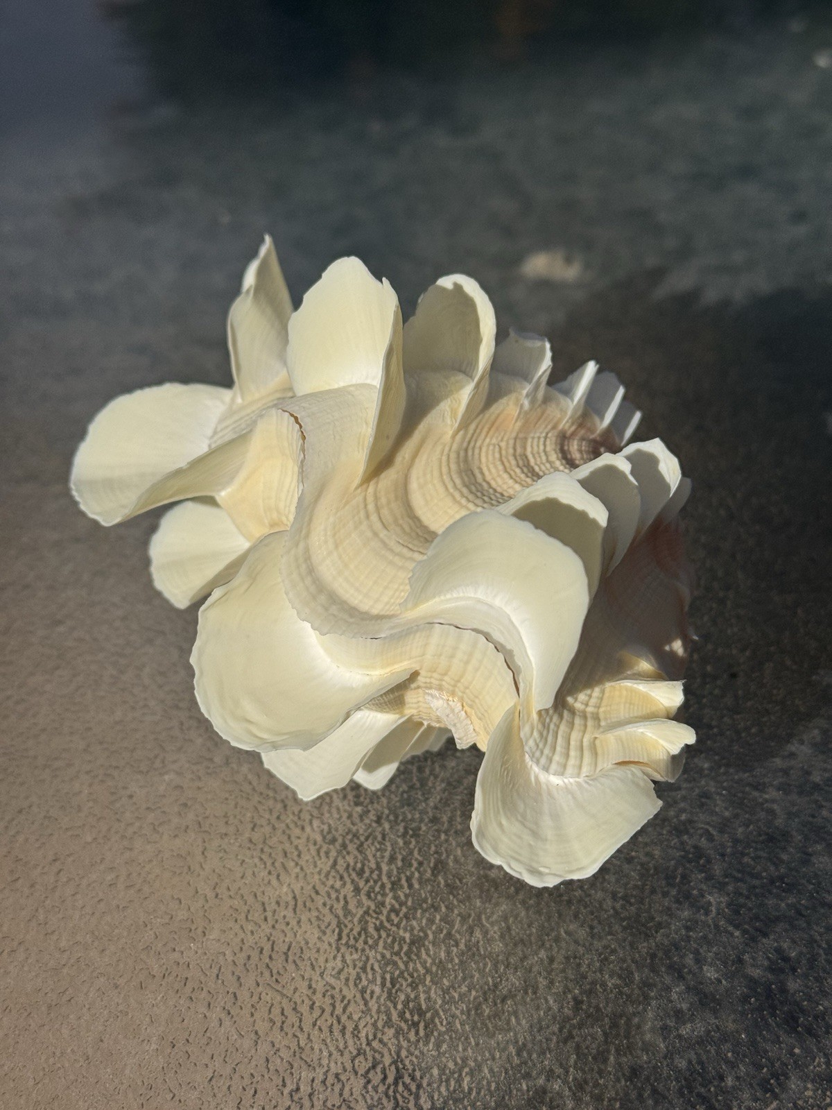 Tridacna Squamosa Fluted Ruffled Clam Shell Match Pair, Cream w/ Tubeworm 5\ Tridacna Squamosa Fluted Ruffled Clam Shell Match Pair, Cream w/ Tubeworm 5\