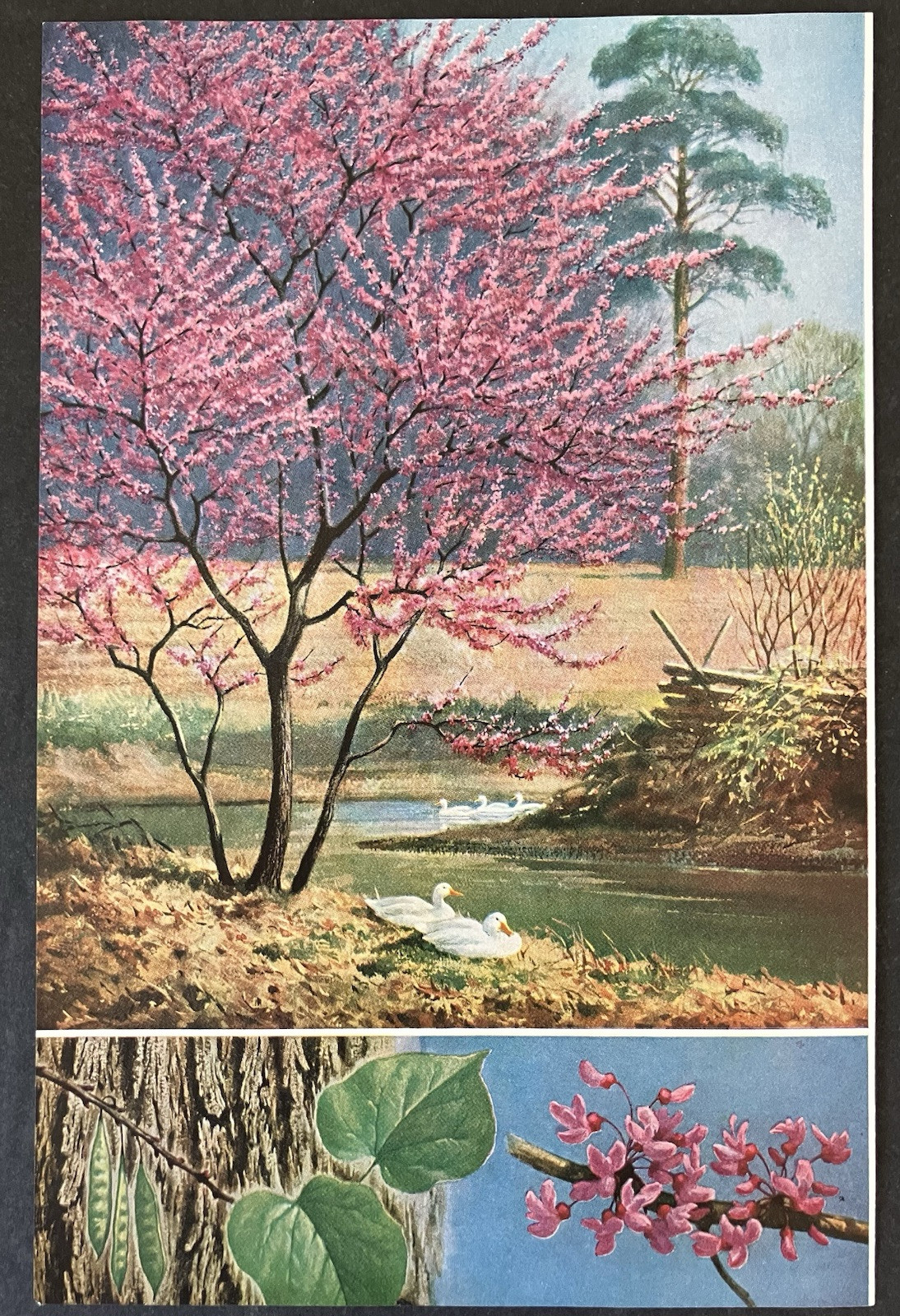 1957 Vintage Print Art Walter A. Weber Flowering Redbud Tree Creek Ducks Color