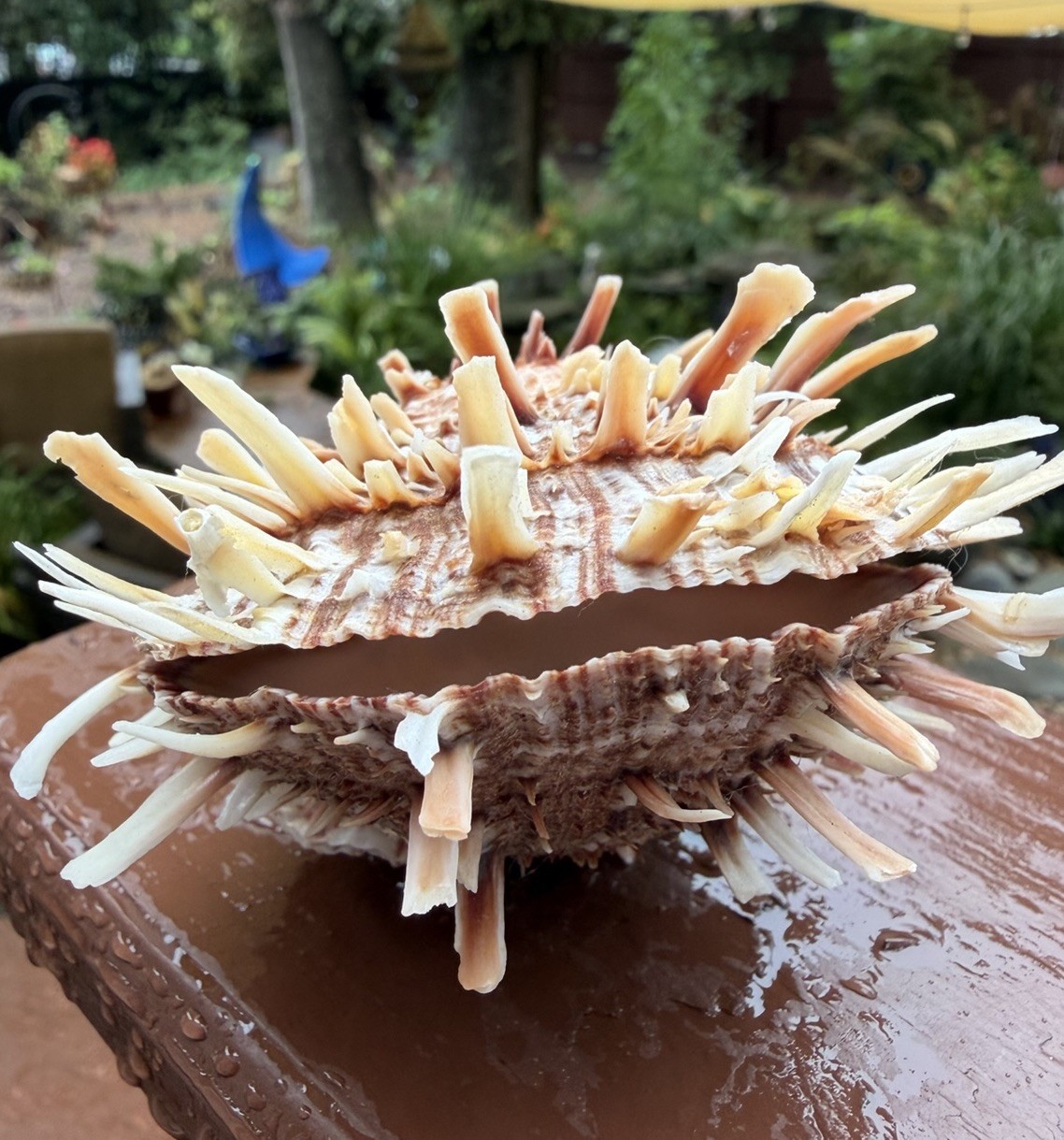 4” Atlantic Thorny Oyster Spondylus Americanus Spiny Seashell Double Valve