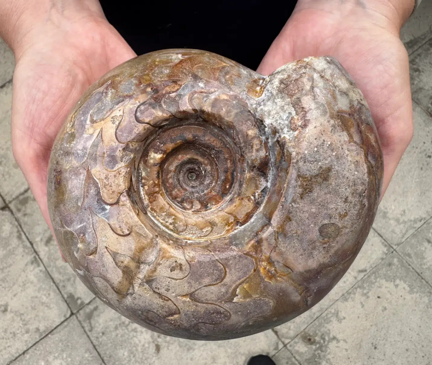 Pseudoschistoceras gigas – Large Permian Timor Ammonoid