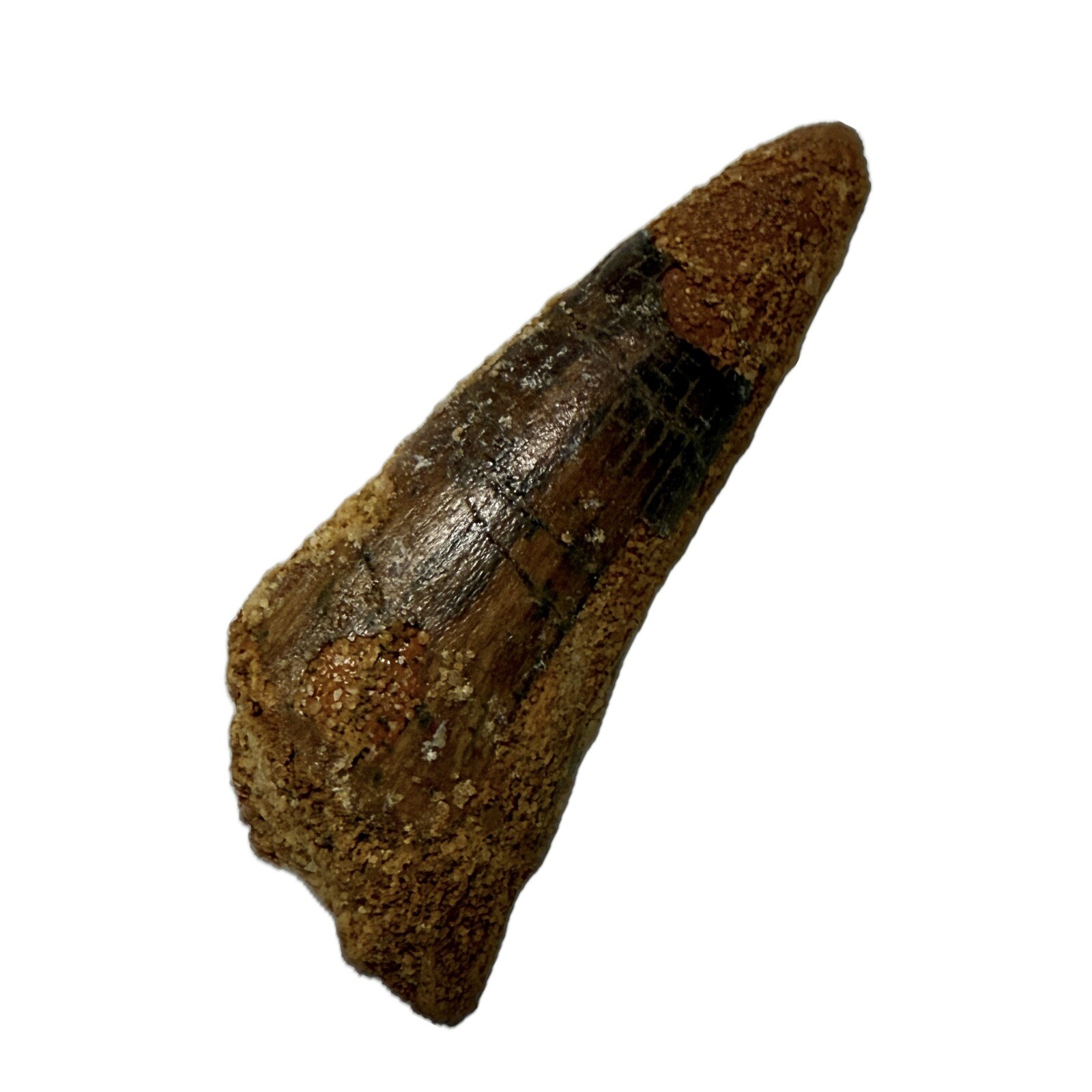 Real Spinosaurus Tooth (5.2cm) Cretaceous, Guaranteed Authentic, Root And Enamel