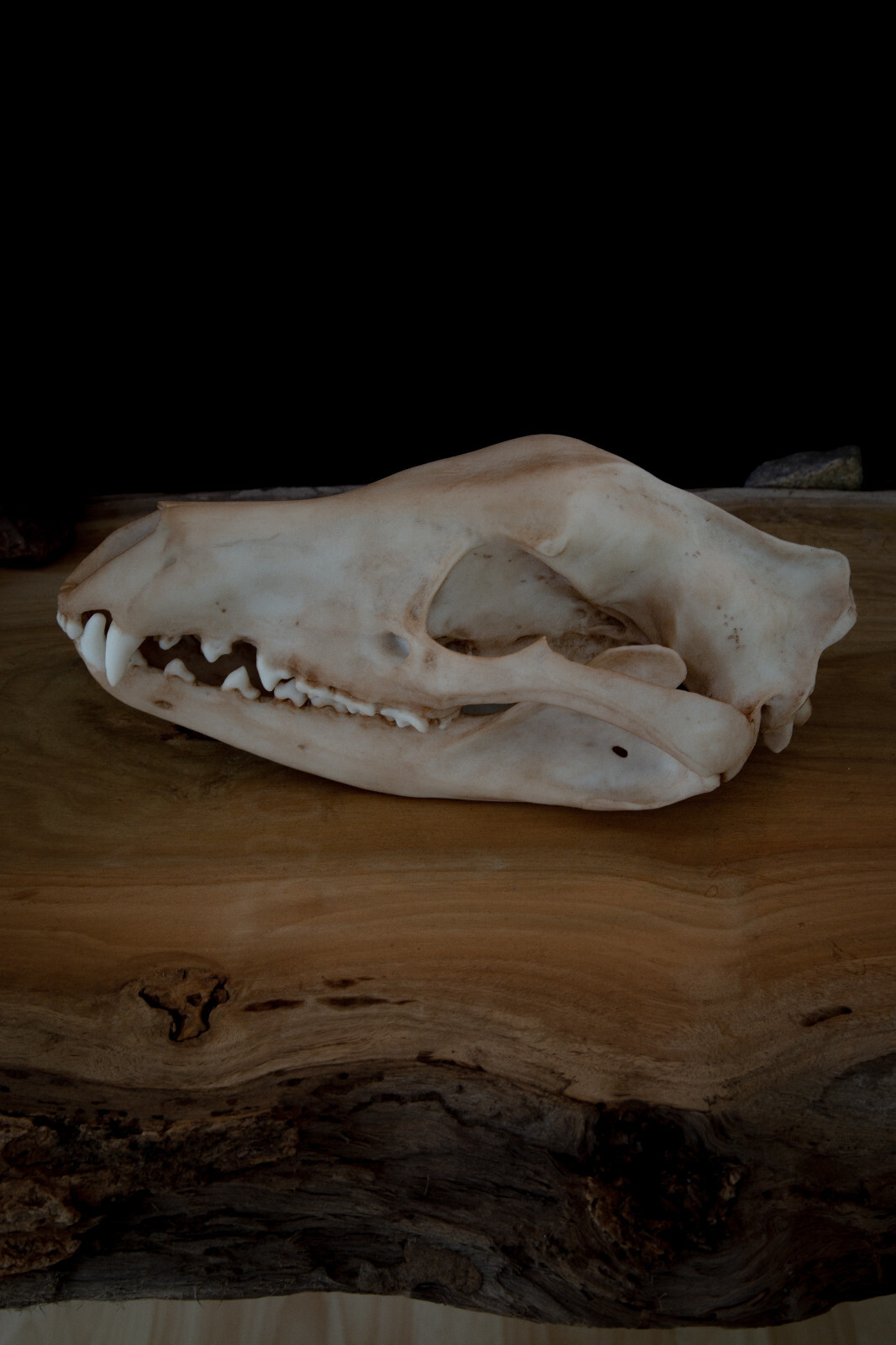 Tasmanian Tiger (Thylacine) Skull Replica – Life Size Extinct Marsupial Display Tasmanian Tiger (Thylacine) Skull Replica – Life Size Extinct Marsupial Display