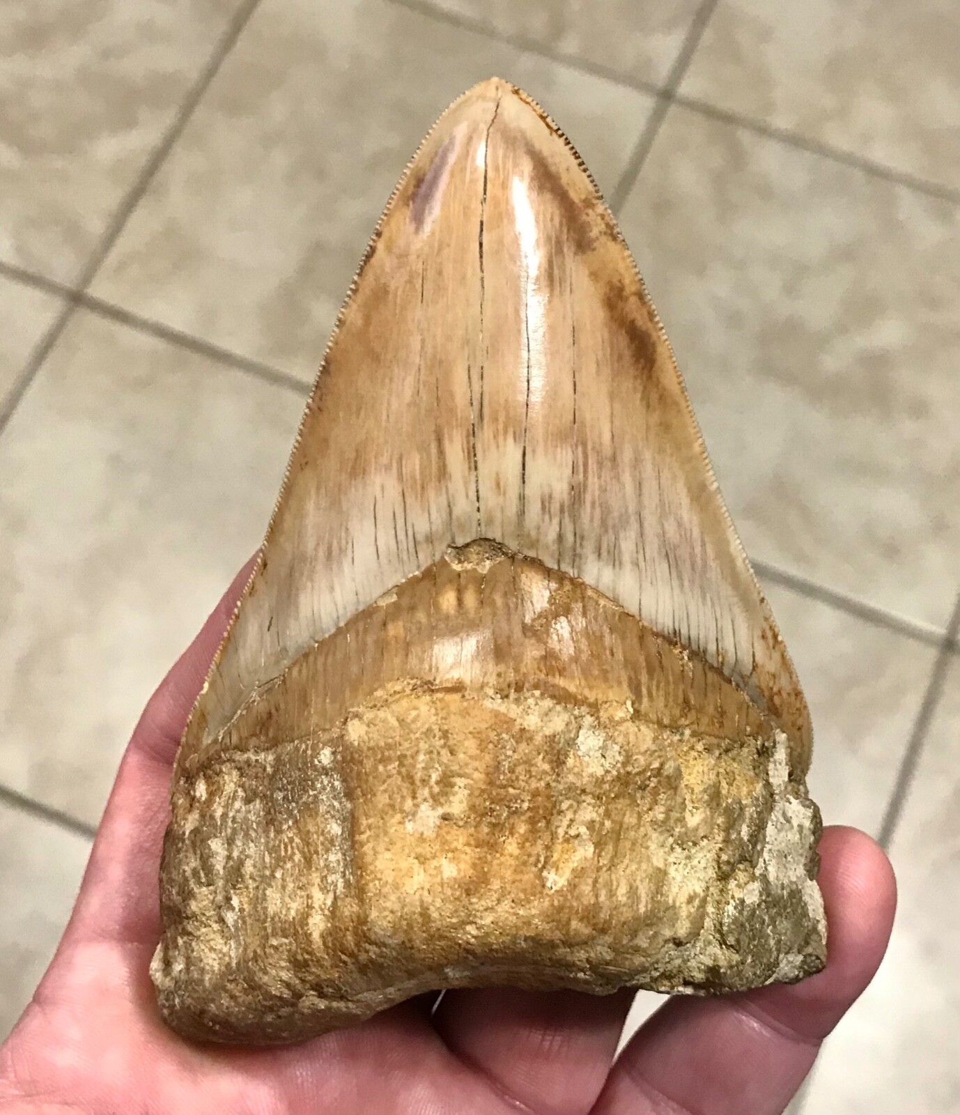 XL-UNIQUELY INCREDIBLE & VERY THICK INDO LOWER-4.88”-MEGALODON SHARKTOOTH FOSSIL