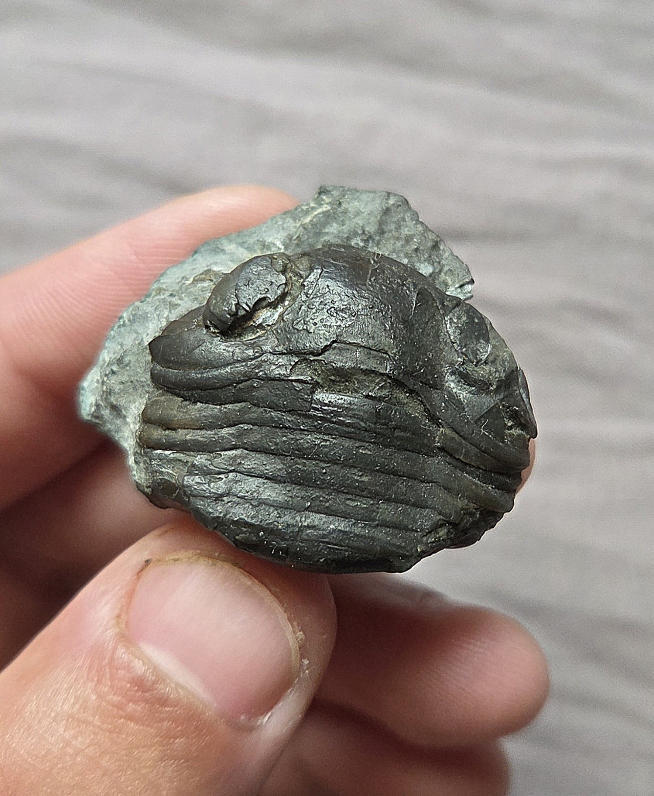 Rare Cool Nileus Armadillo Trilobite Fossil Arthropod From Sweden Ordovician 
