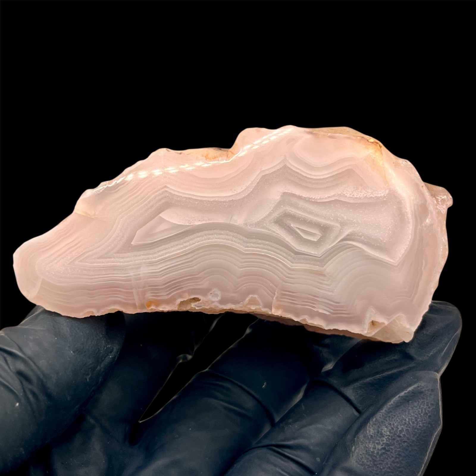 Paulina Pink Limb Cast - Polished Petrified Wood Agate from Oregon