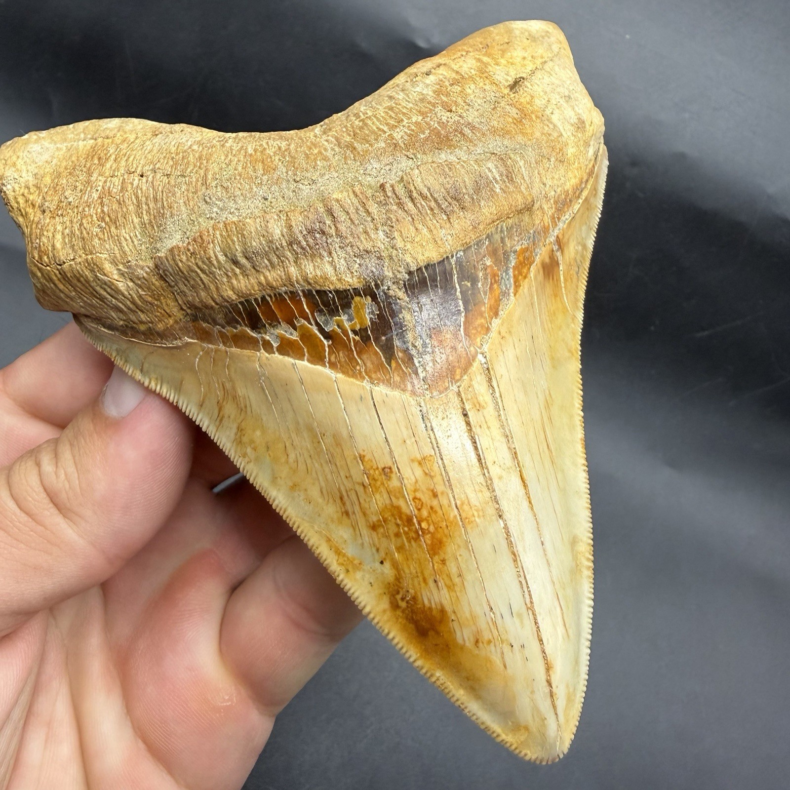 5.02” Chilean Megalodon Tooth - Ultra Rare Locality 5.02” Chilean Megalodon Tooth - Ultra Rare Locality