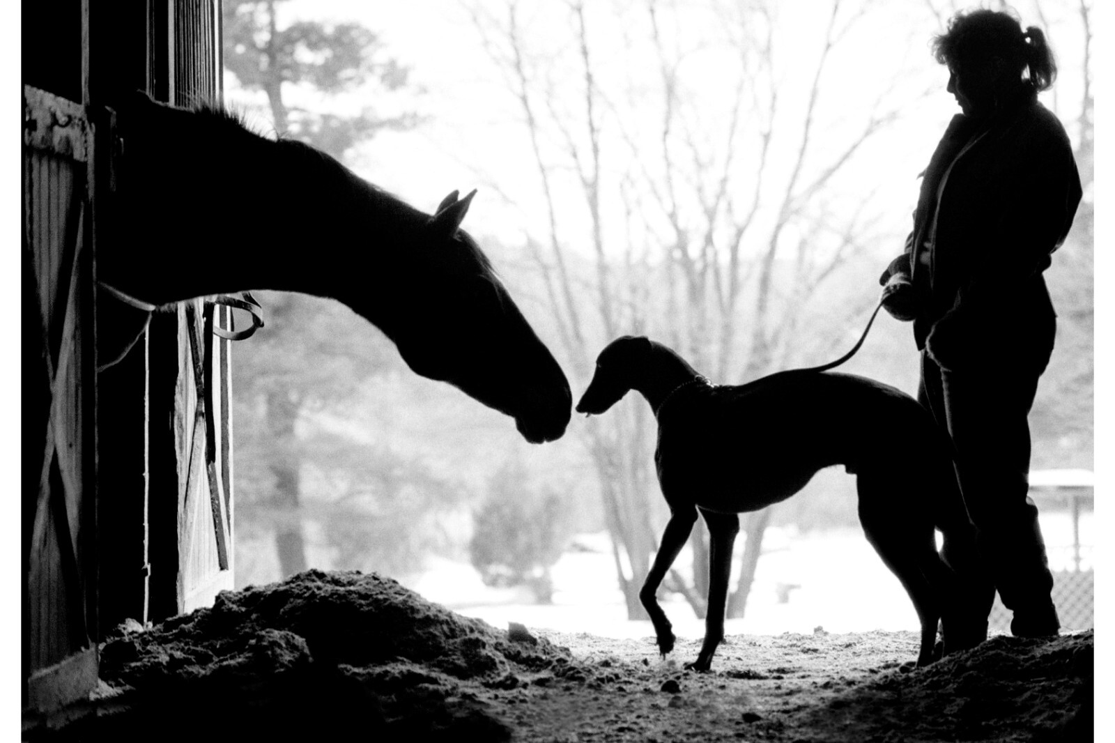 Meeting of the Racers greyhound signed large 16x20 archival photograph