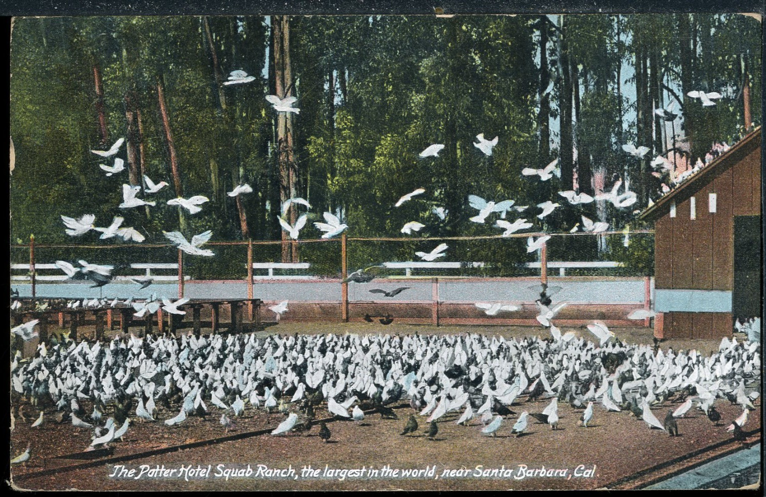 1909 Santa Barbara California Potter Hotel Squab Ranch Vintage Postcard A2398