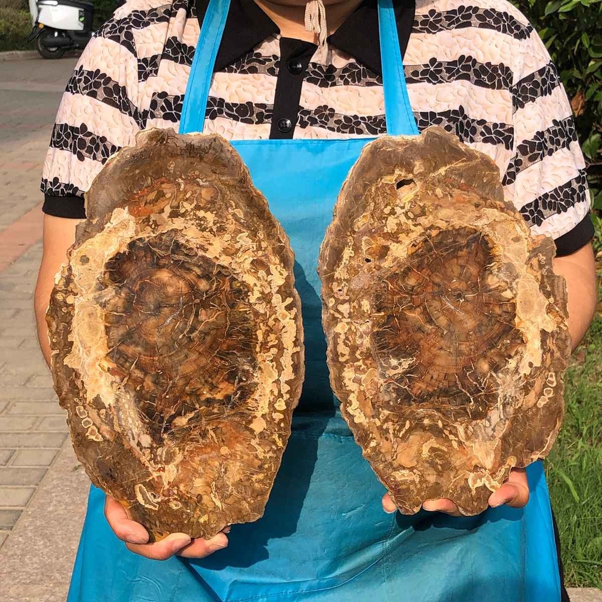 2pcs 6.53LB Natural Petrified Wood Crystal Fossil Slice Crystal Specimen 6173
