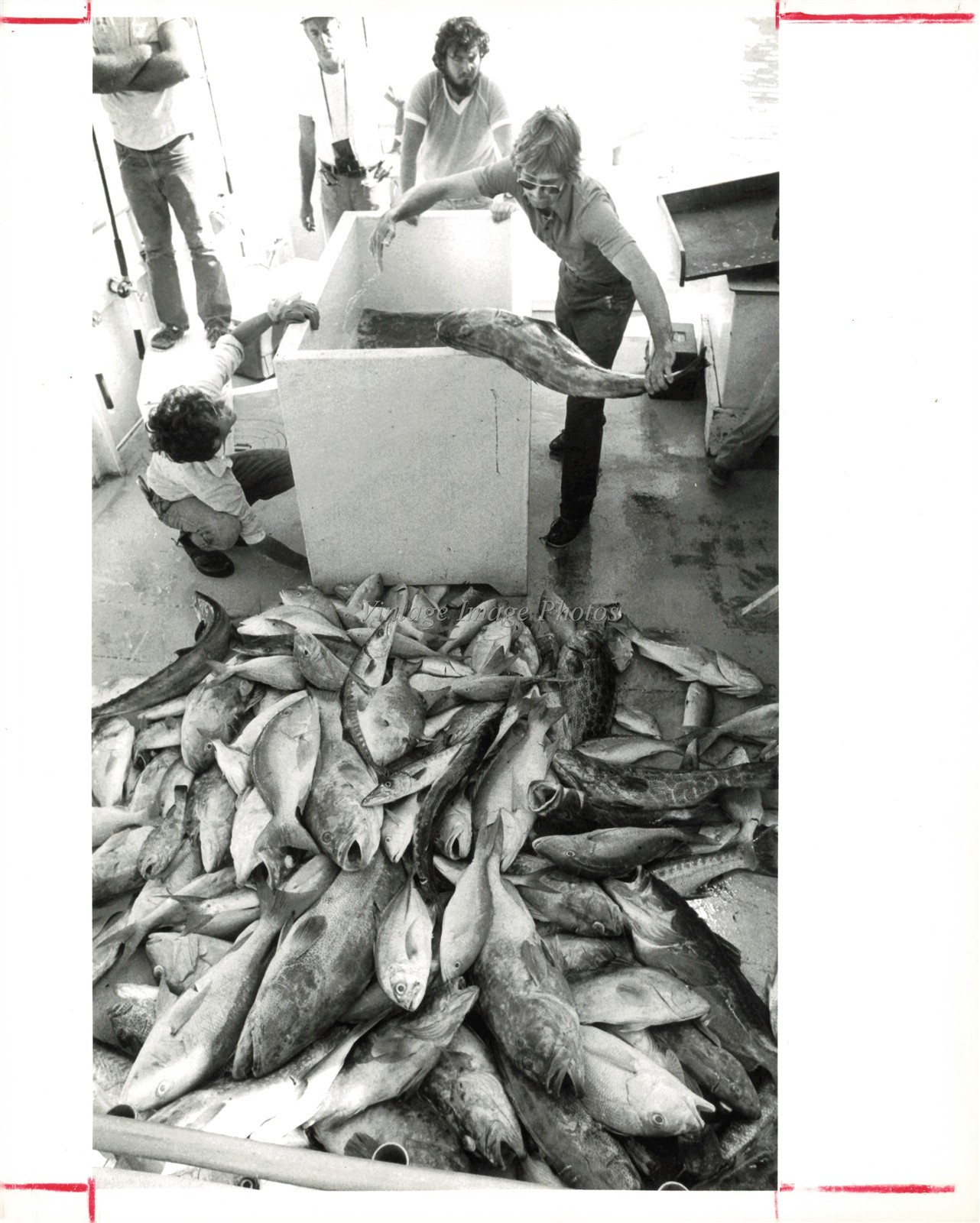 Miami Fishing Crew Unloading Fresh Catch By Bruce Gilbert Photo 8X10