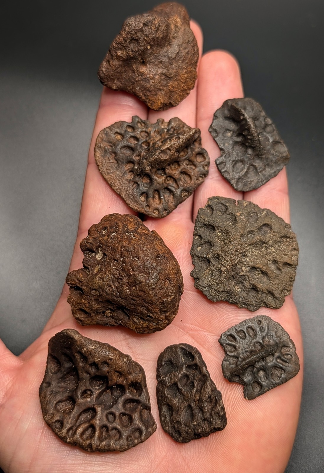 FOSSIL ALLIGATOR SCUTE COLLECTION NORTH FLORIDA PLEISTOCENE QUALITY FOSSILS