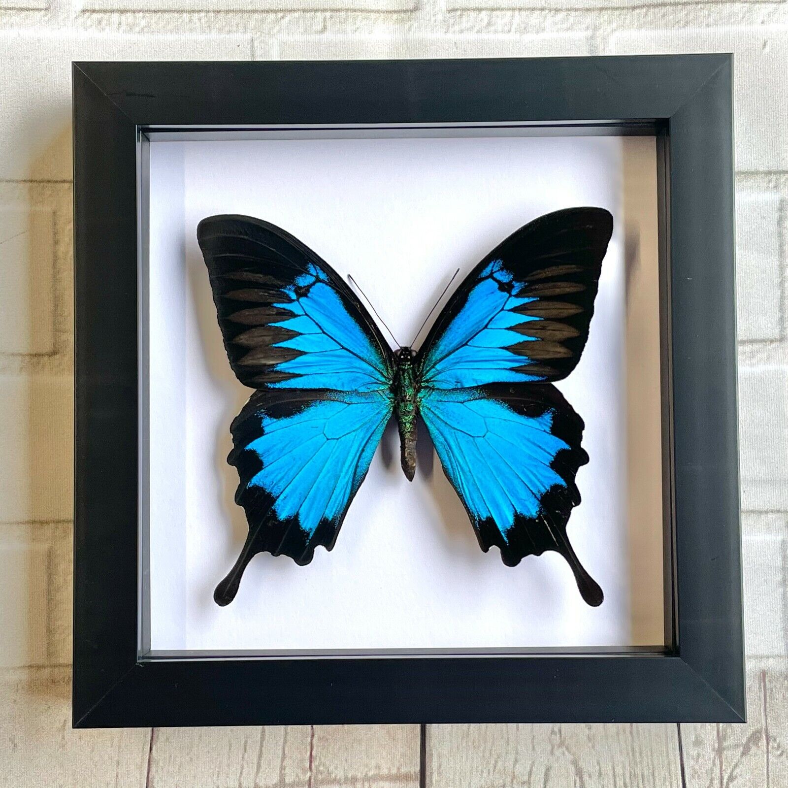 Blue Mountain Swallowtail Butterfly (Papilio ulysses) Shadow Box Display Frame