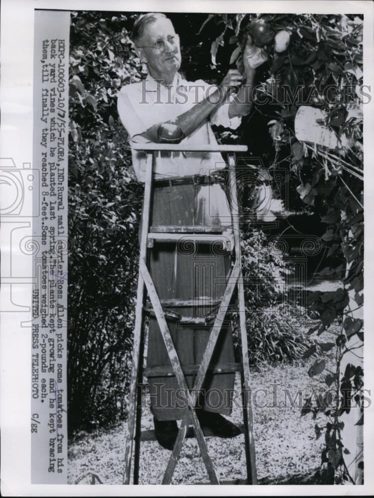 1955 Press Photo Rural Mail Carrier Ross Allen Picks Tomatoes From His Yard Vine