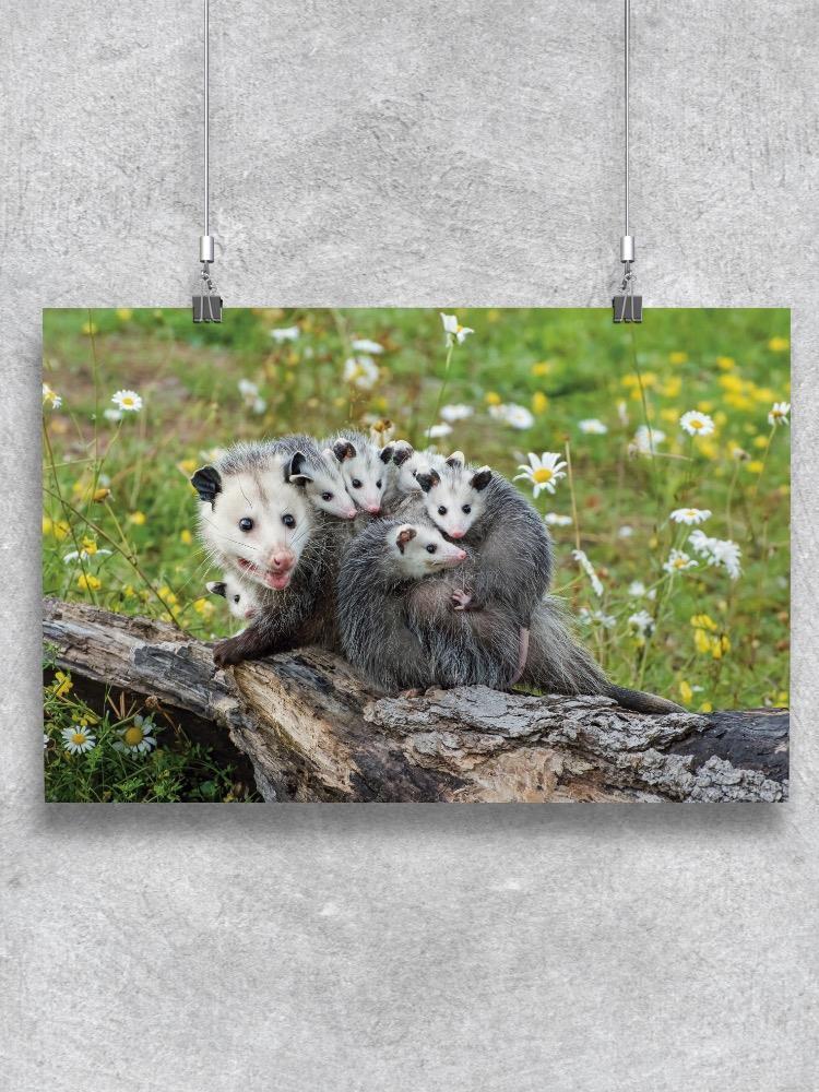 Opossum Mother Poster - Image by Shutterstock