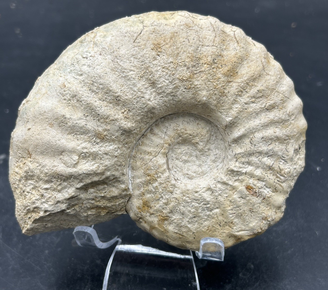 5” Cretaceous Dino Age Mortoniceras (drakeoceras) Drakei Texas Fossil Ammonite