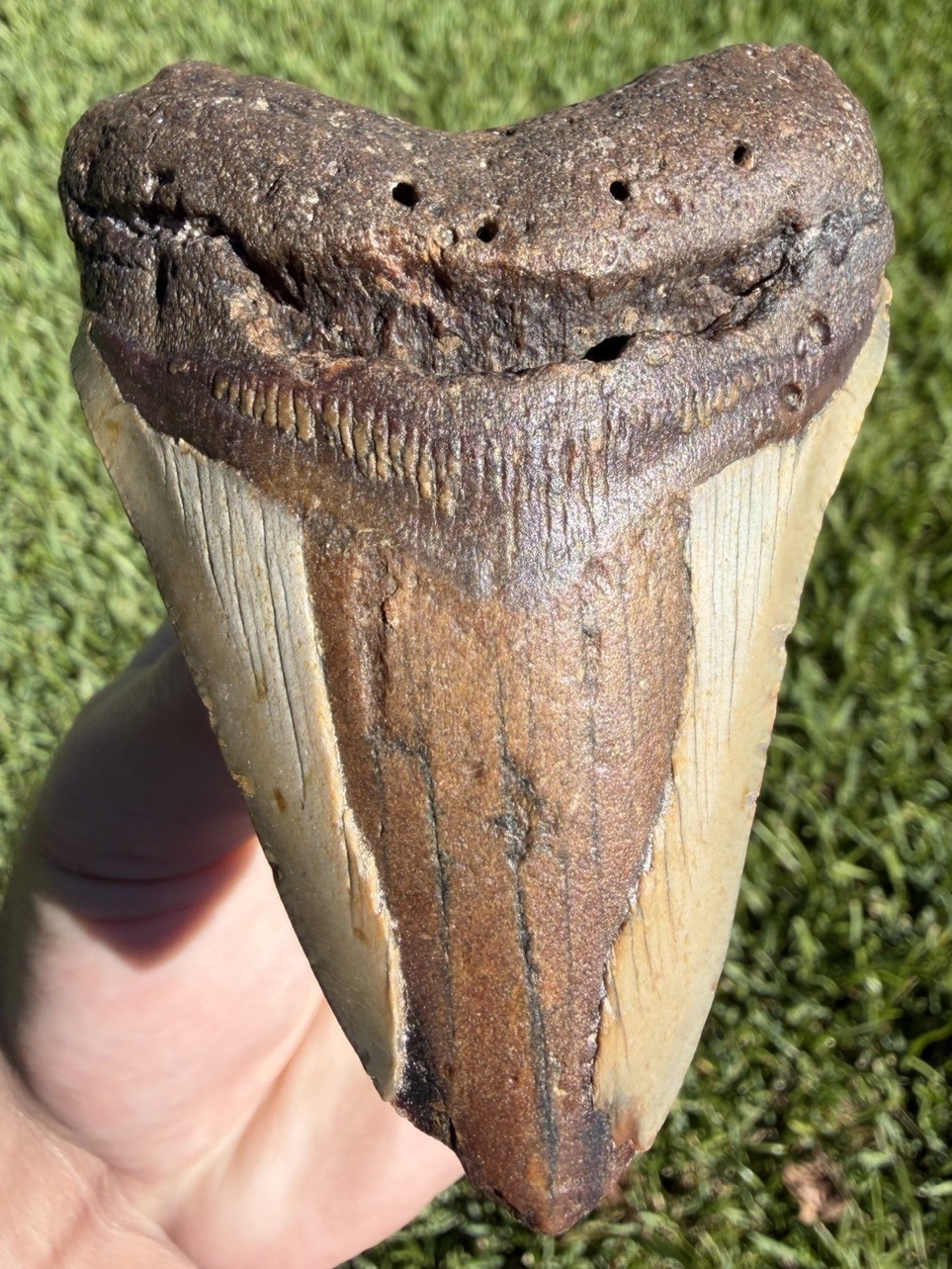 3.50” Megalodon Shark Tooth Fossil Real Shark Teeth No Restoration