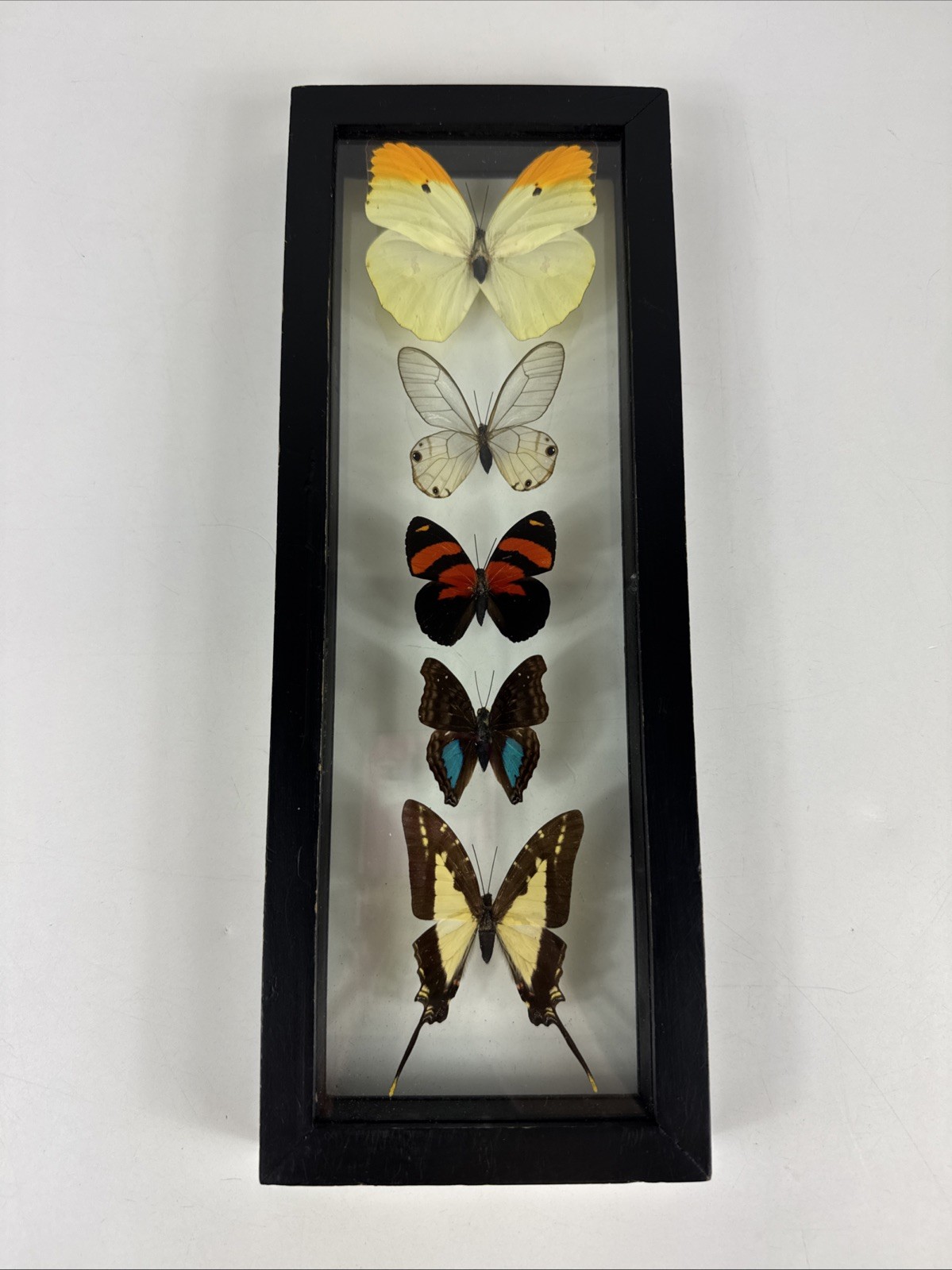 5 Real Butterfly Collection Mounted  Double Glass Black Frame Wall Decor 12.5”