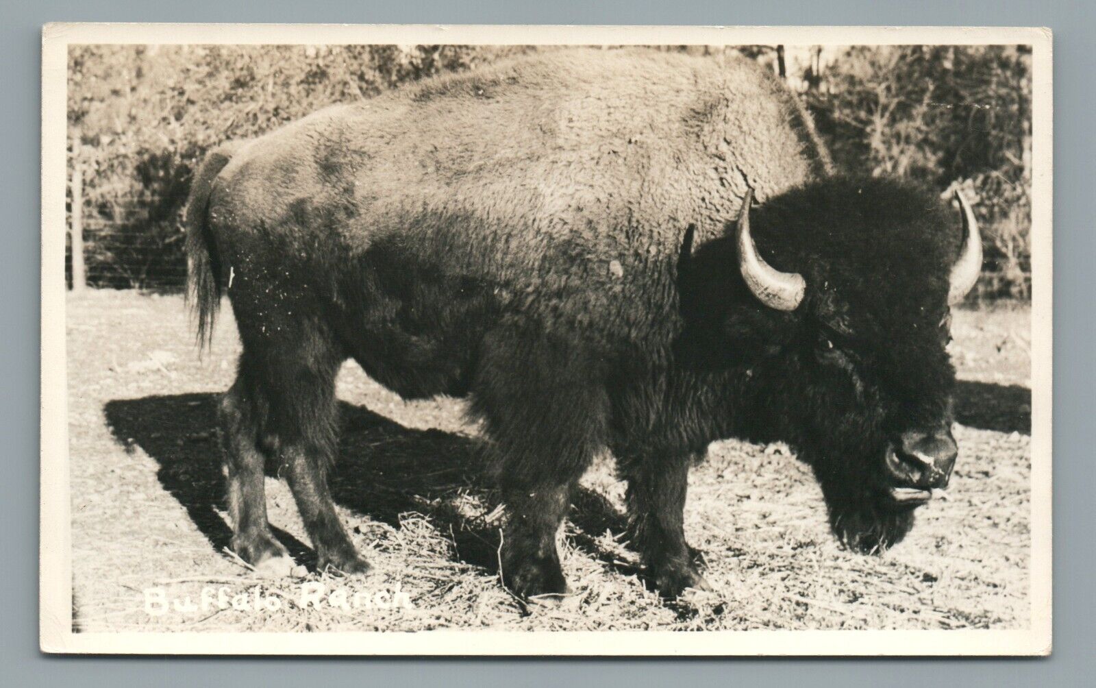 Buffalo Ranch Bison EKC 1945-1950s RPPC Postcard Unposted