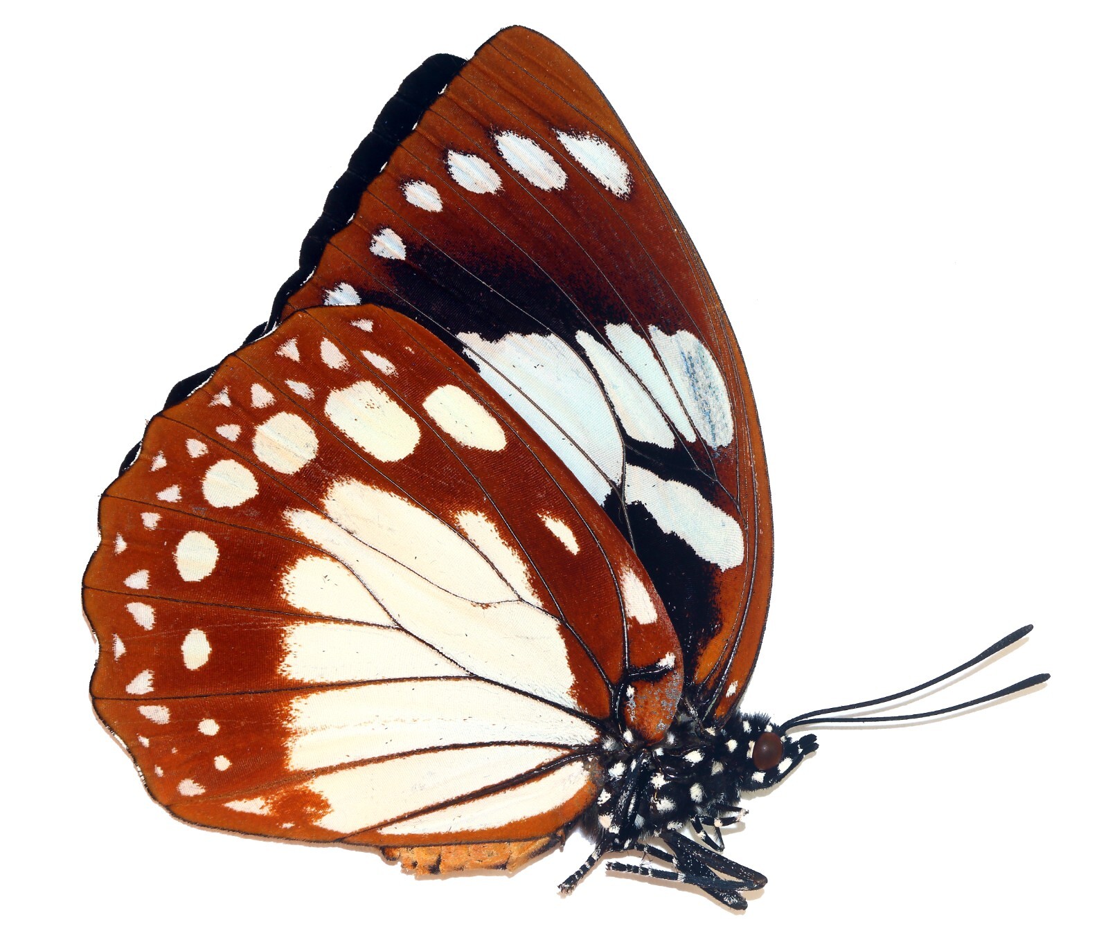 LEPIDOPTERA, NYMPHALIDAE, EUXANTHE MADAGASCARENSIS female from MADAGASCAR
