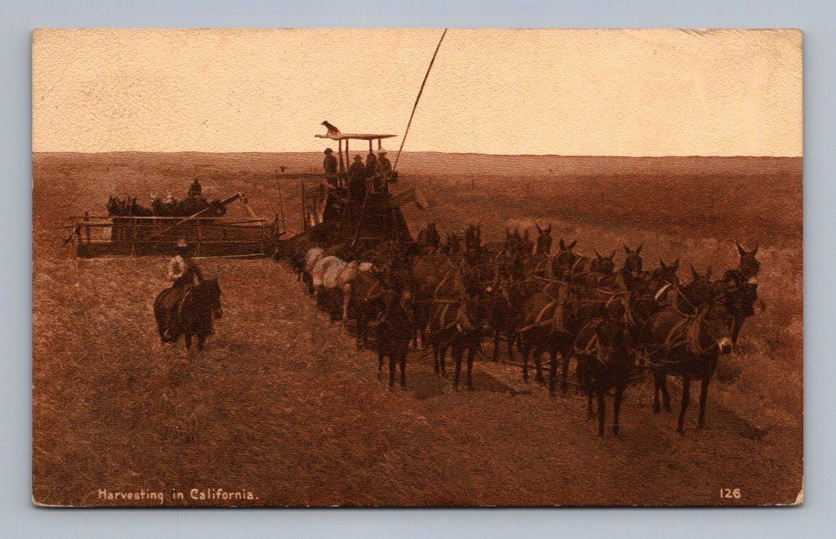 Antique California Postcard Harvesting with Mules Farm Scene 1912