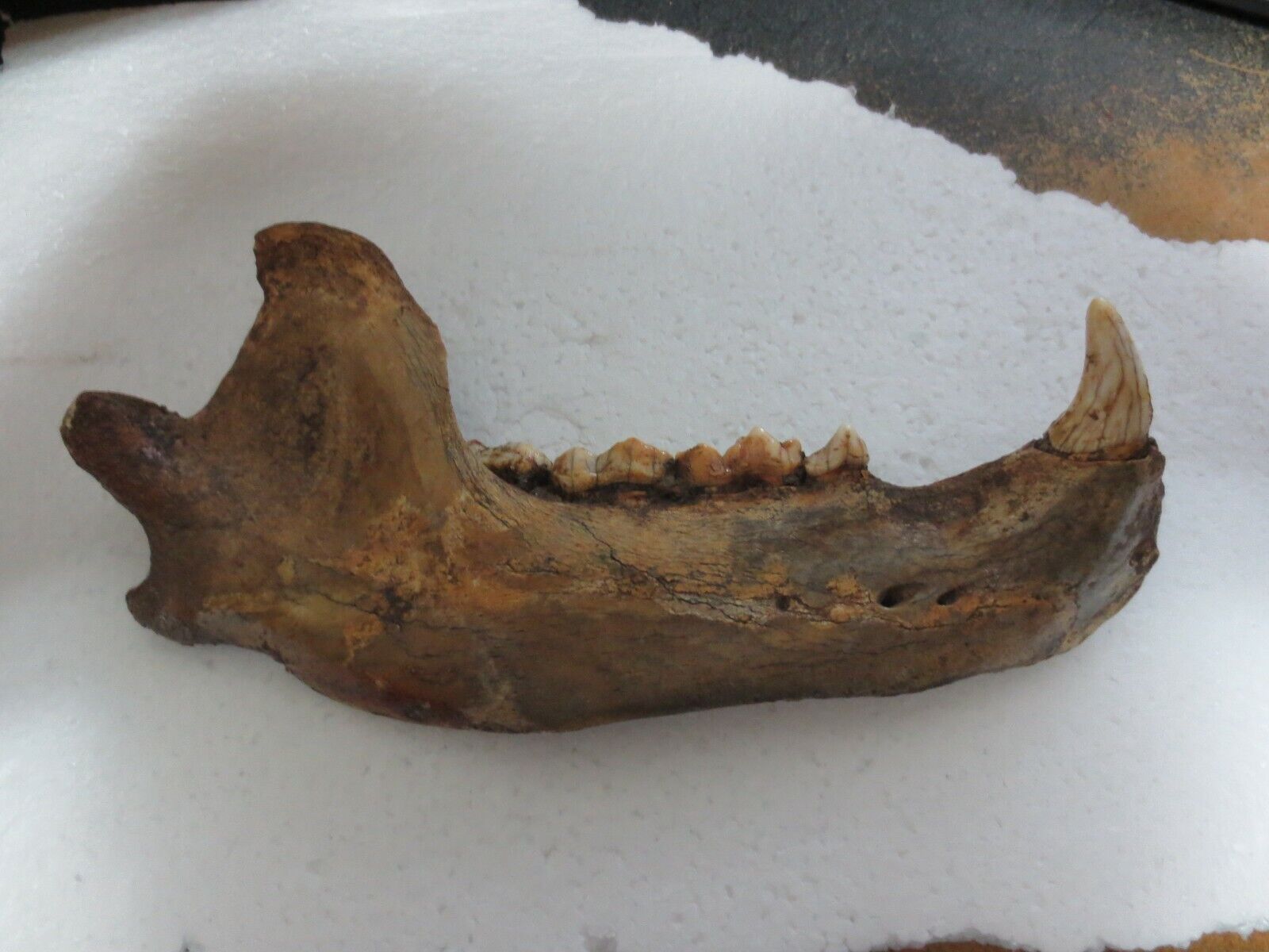 genuine fossil extinct cave bear ursus spelaeous jaw bone 11,000 years old.