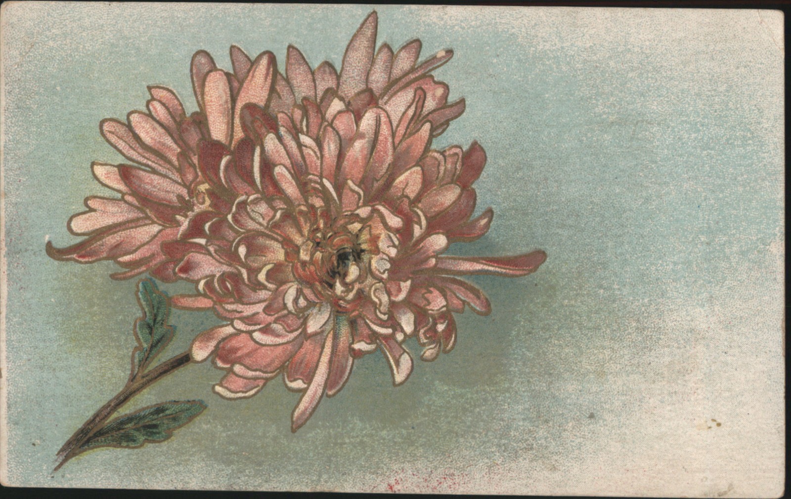 Flowers Pink Chrysanthemum Flower Illustration, Diamond Series Antique Postcard