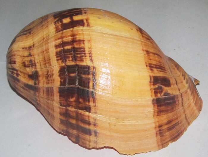 190 mm ORIGINAL LIP FREAK Melo Melo Volute Seashell Racha Island Phuket Thailand 190 mm ORIGINAL LIP FREAK Melo Melo Volute Seashell Racha Island Phuket Thailand