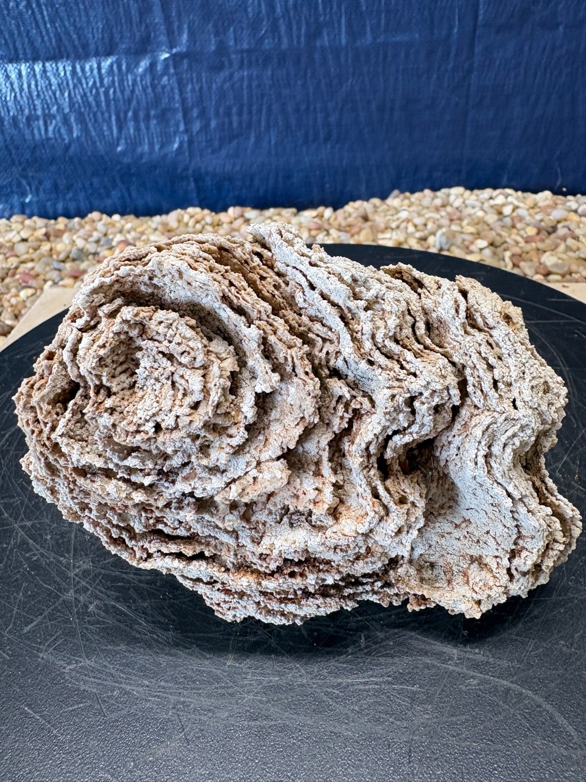 01# Silicified Sponge Fossil Stromatoporoid Calcareous 02\