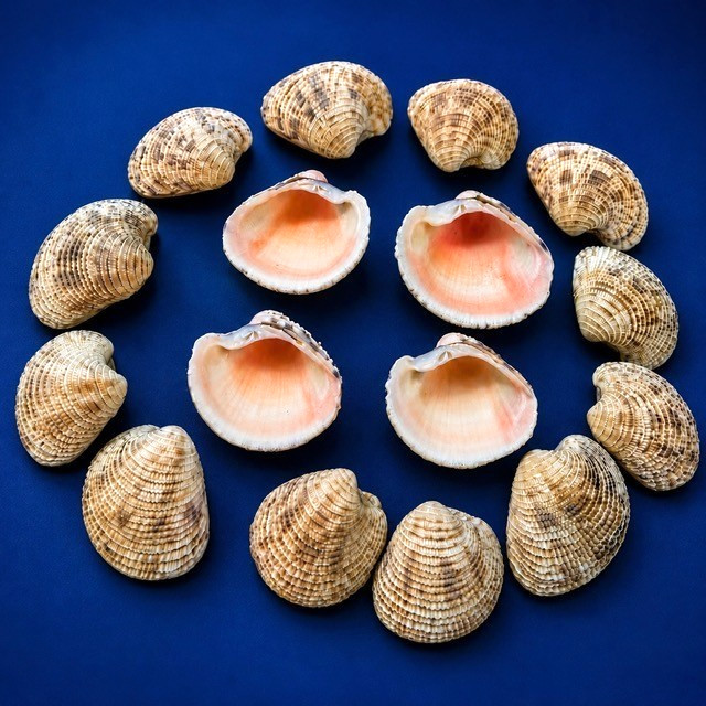 Lady in Waiting Venus Seashell Lot 24pcs Clam Shells Pink Craft Beach Decor