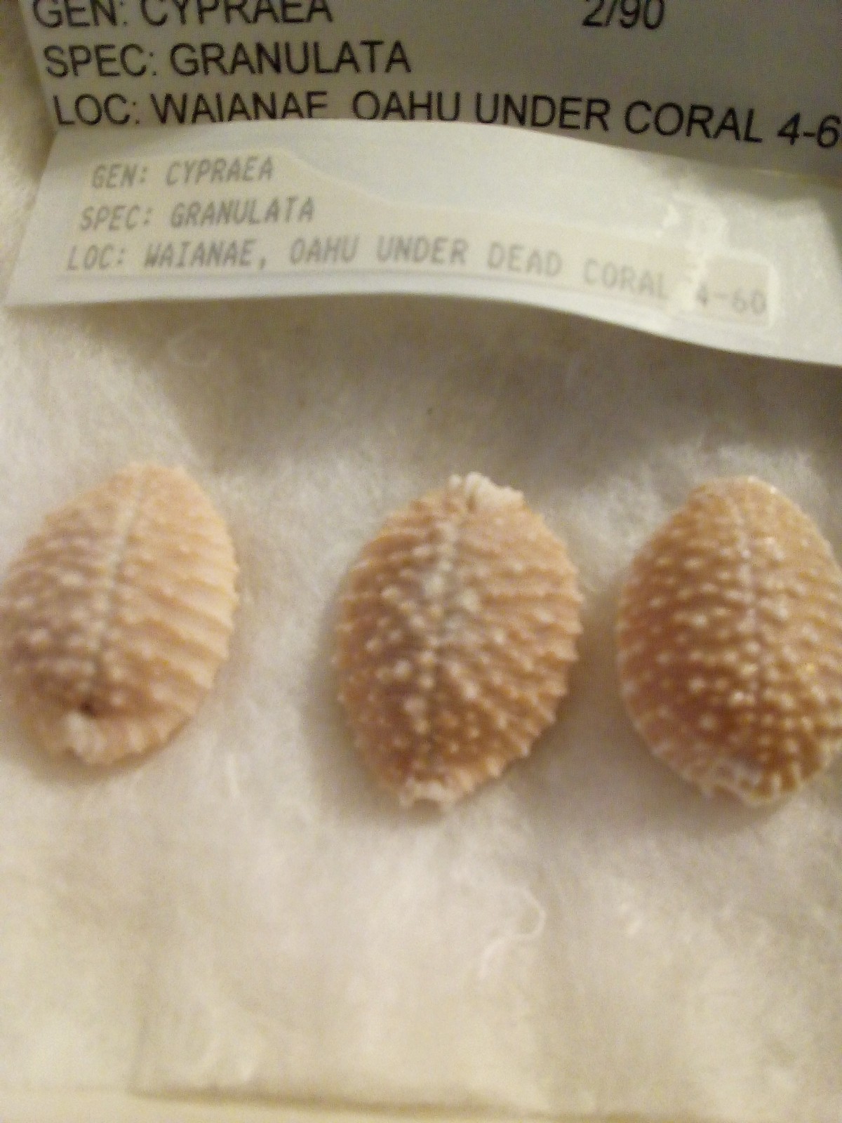 #1 Cypraea granulata Lot 24MM - 26 MM, Oahu, Hawaii #1 Cypraea granulata Lot 24MM - 26 MM, Oahu, Hawaii