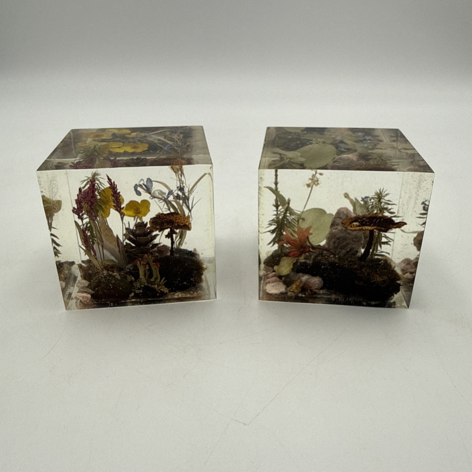 VTG W Rolfe Lucite Acrylic Cube Paperweights Dried Mushroom Flowers Signed Rare