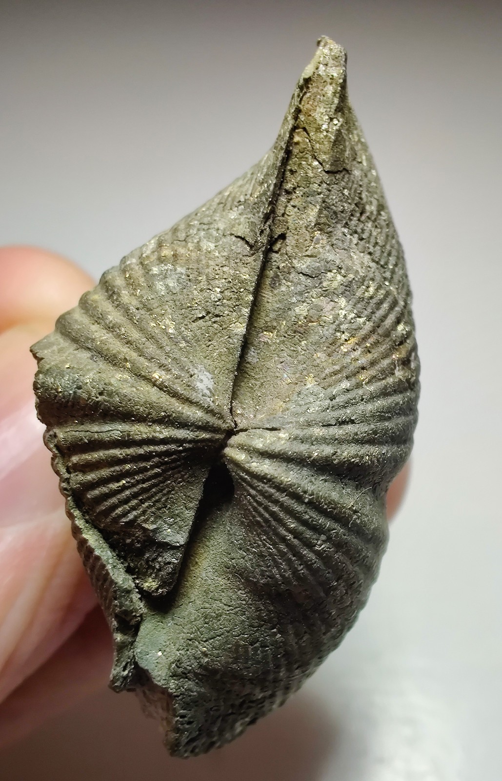 Brachipod fossil replaced by Pyrite. Sylvania, Lucas County, Ohio. 41 grams.