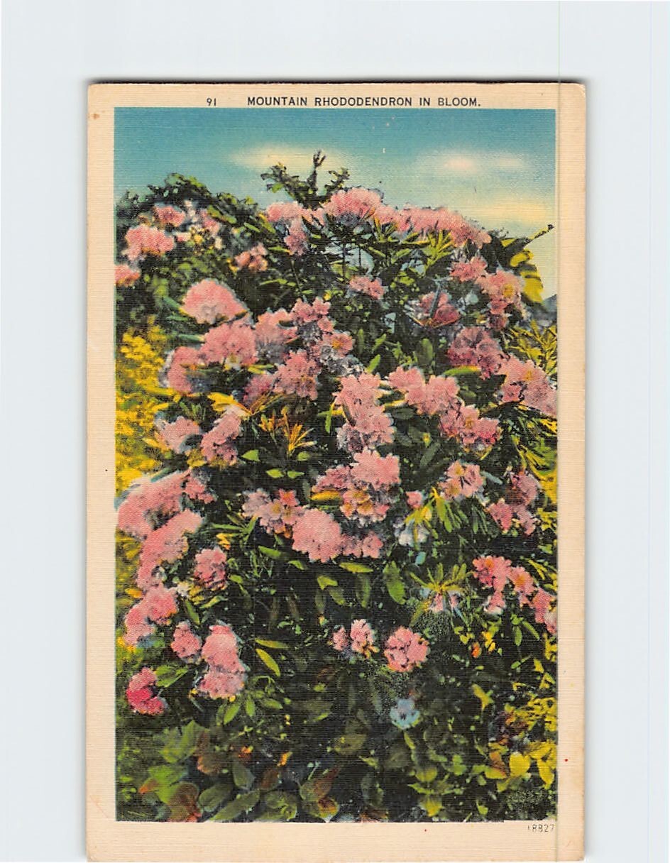 Mountain Rhododendron in Bloom Q-27509