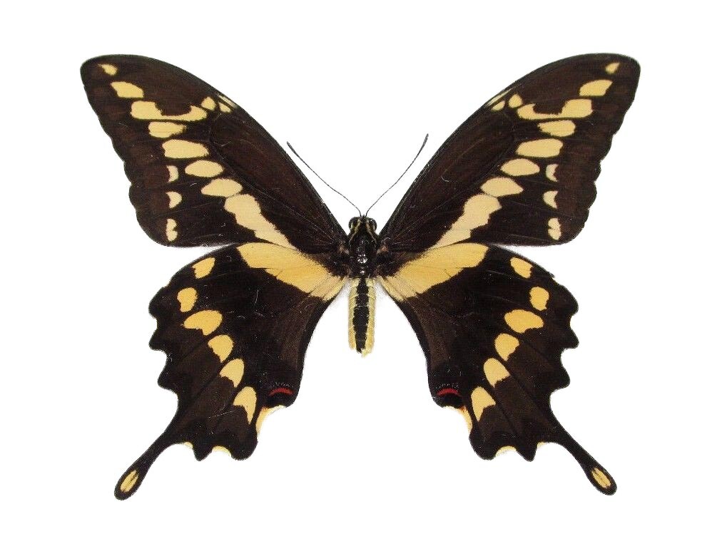 Papilio cresphontes RECTO giant swallowtail yellow black butterfly UNMOUNTED AZ
