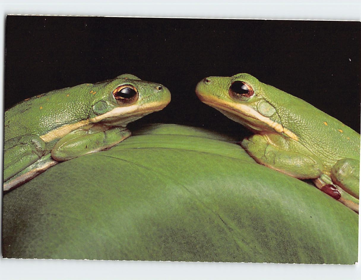 Postcard Green Tree Frogs